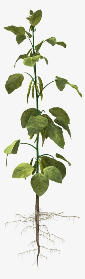 Quick Facts - Soybean Tree Png