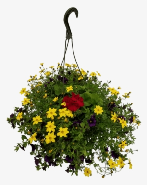 10" Hanging Basket, Mixed Annuals - Festival