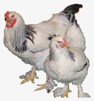 Light Brahmas Are Mainly White In Color With, Black-edged - Rooster