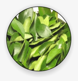 Dried Moringa Leaf, Moringa Leaf Powder, Dried Curry - Curry Leaves Transparent