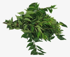 Sale Curry Leaves / Kadipatta / 100 Gm - Curry Tree
