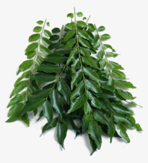 Curry Leaf - Kari Patta Tree