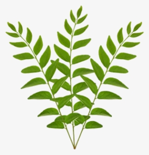 Curry Leaves - Curry Tree