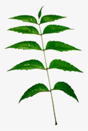 Neem Leaf Png Download - Neem Tree Leaves Transparent