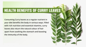 Curry Leafs Are A Boon To Combat Obesity - Benefit Of Kari Patta