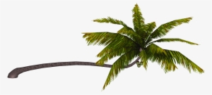 Coconut Palm - Wiki