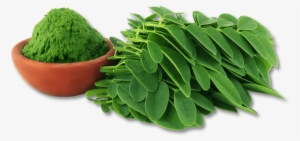 29 Dec Moringa Leaf Powder Multivitamin Shot - Addicted 2 Healthy Nutritional Superfoods 30 Moringa