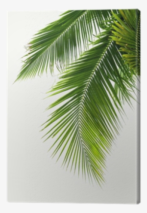 Leaves Of Coconut Tree Isolated On White Background - Coconut