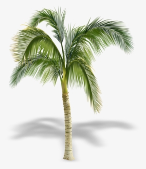 Coconut Tree Leaves Png Download - Tree With Shadow Png