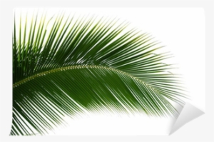 Leaf Of Coconut Palm Tree Isolated Wall Mural • Pixers® - Coconut