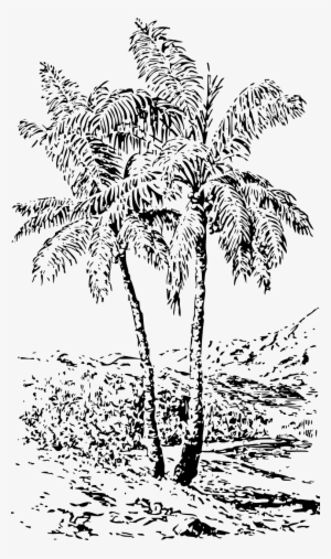 Trees,black And White,landscape - 3drose Llc 3drose Lsp_174619_1 Image Of Palm Cover