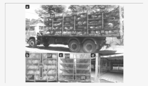 A) Photograph Of The Truck Container Side Loaded With - Common Fig