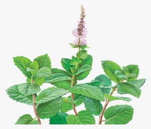 Peppermint Drawing Botanical Illustration - Alvita - Organic Spearmint Tea - 24 Tea Bags