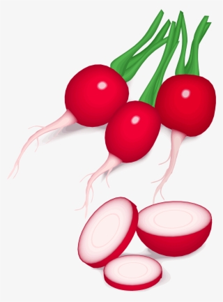Vegetable Computer Icons Daikon Food Beetroot - Radishes Clip Art