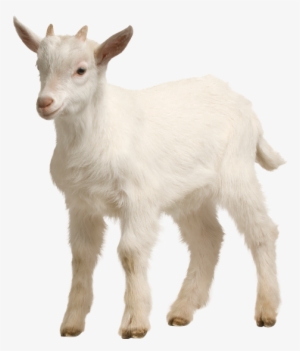 Miley Cyrus Goat Png Source