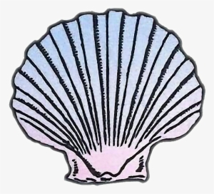 Transparent Sea Shell Clip Art
