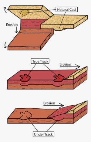 Diagram Of Types Of Tracks As Rock Layers Erode - Rock