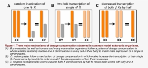 Summary Of Dosage Compensation - Дозовая Компенсация У Drosophila Melanogaster