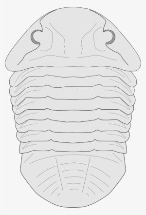 Fossil Of The Asaphus Species Svg Clip Arts 402 X 592