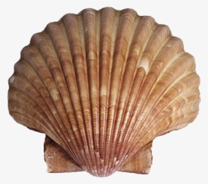 Open Clam Png - Animals That Have Shell