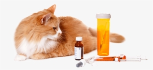 Whether - Pet Medications
