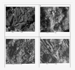 Sem Of Carbonaceous Precursor (1000x), (b) Activated - Journal Of Analytical Toxicology