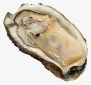 Oyster - Oyster Png