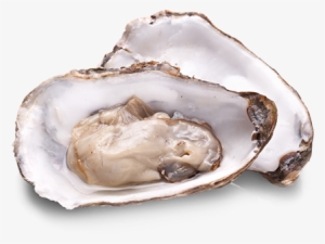 oysters - oysters raw