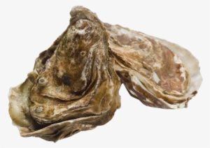 oysters - seafood