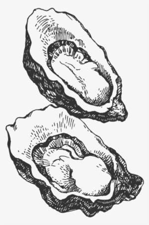 oysters sketch