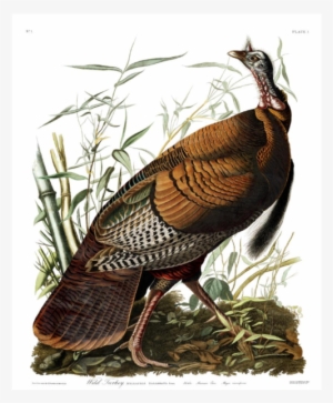 Did Ben Franklin Really Dis The Bald Eagle Audubon - Wild Turkey Scientific Illustration John James Audubon