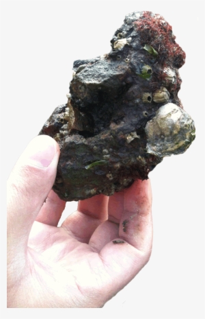 Photo Of A Hand, Holding An Oyster - Artificial Substrate For Oysters