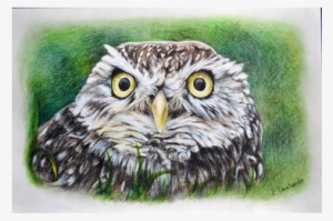 The Owl Peeping Out Of Grass - Accipitriformes