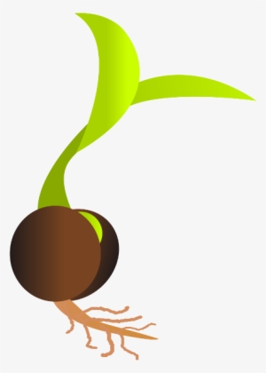 Sprouting Seed Germination Clip Art - Seed Png
