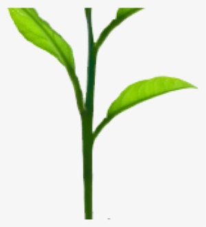 Sprout Plant - Growing Tree