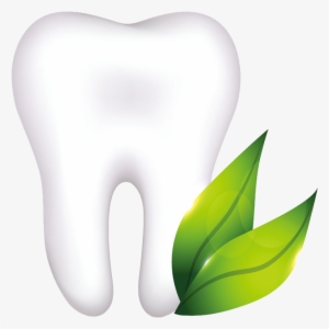 Organic Tooth - Illustration