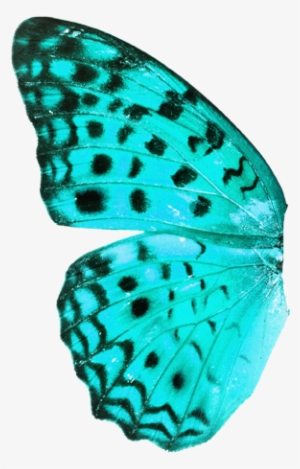 The Story Will Cover The Most Important Events In The - Butterfly Transparent Background Real