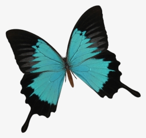 Best Desde El Ao Nos Dedicamos A Estudiar Y Cultivar - Ulysses Butterfly Png