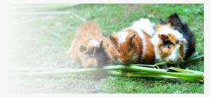 mammals - guinea pig trio, for the love of nature: blank 150