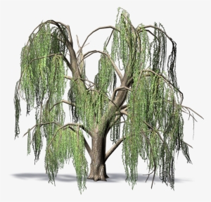 Willow