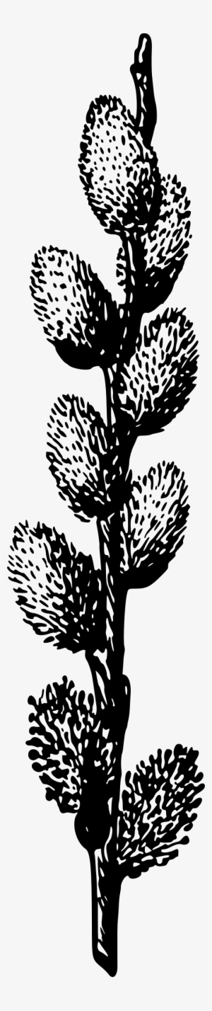 This Free Icons Png Design Of Pussy Willow