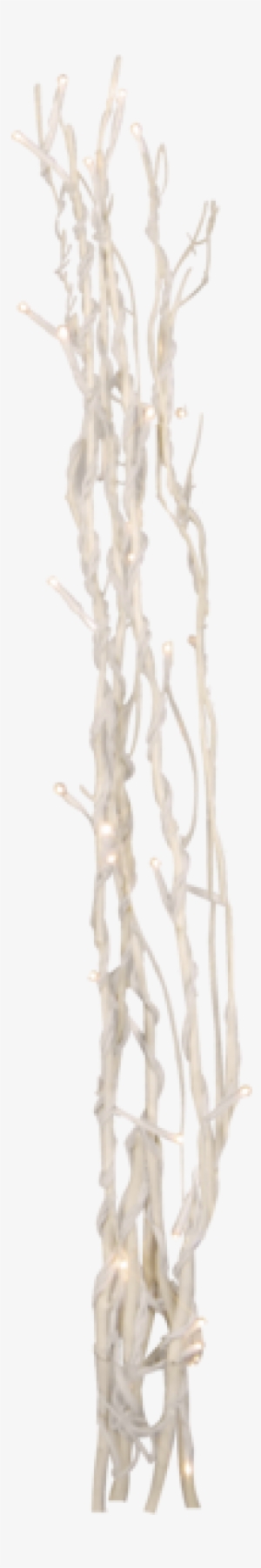 Decorative Twig Willow - Hierochloe
