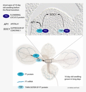 Ft Fulfills The Criteria For The Flowering Hormone - Florigen