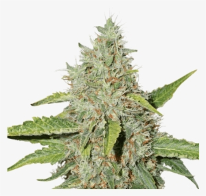 Northern Lights By Seed Stockers - Northern Lights Weed Png