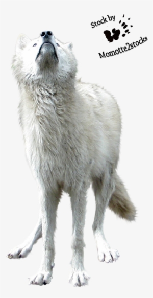 Wolf White Png