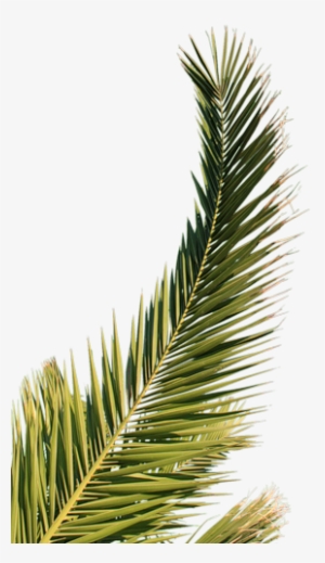 Branche De Palmier - Feuille De Palmier Png