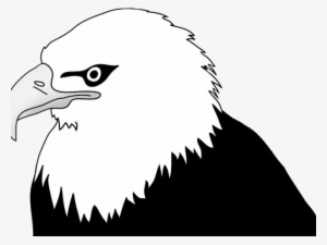 Drawn Bald Eagle Head - Drawing