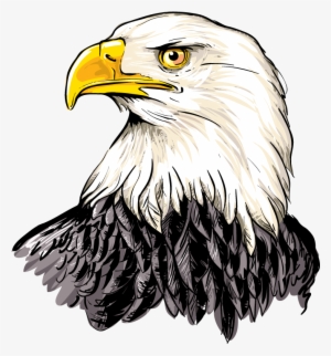American Eagle Head Png Convergence - Illustration Of A Bald Eagle