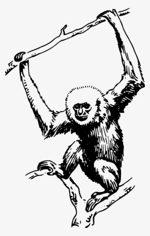 Ape - Gambar Monyet Hitam Putih