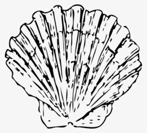 Clam Grilled Seafood Cooking Free Photo From - Shells Clipart Black And White